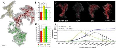 Mesoscopic Optical Imaging of the Pancreas—Revisiting Pancreatic Anatomy and Pathophysiology